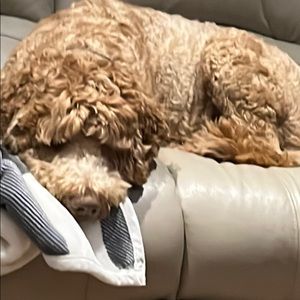 Meet your Posher, Donovan